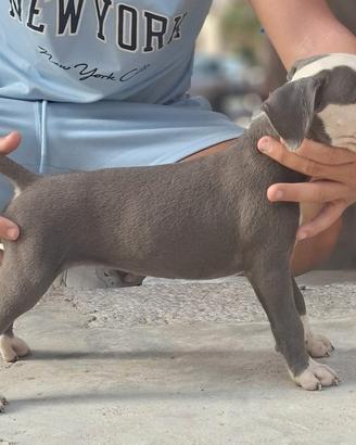 Amstaff 