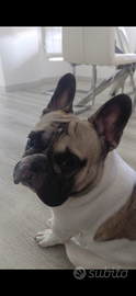 Disponibile per monta - Bulldog Francese