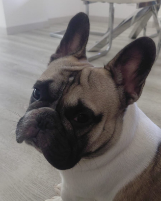 Disponibile per monta - Bulldog Francese