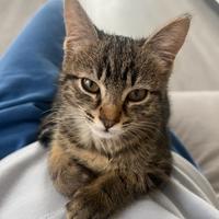 Topina Gattina Amorevole