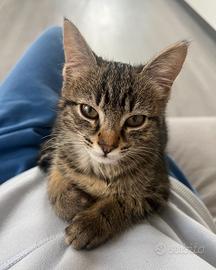 Topina Gattina Amorevole