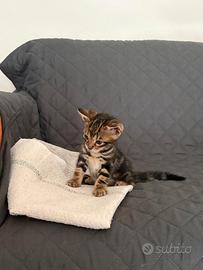 Cucciolo bengala marble maschio