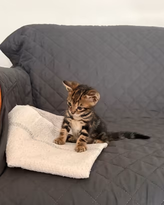 Cucciolo bengala marble maschio