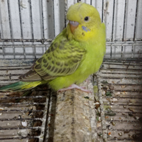 Pappagalli cocorite