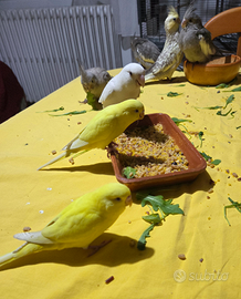 Calopsite, inseparabili allevati a mano