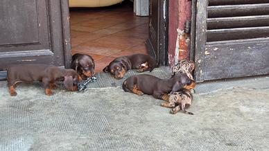 cuccioli bassotto