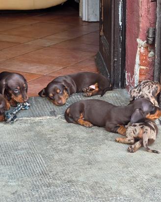 cuccioli bassotto
