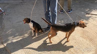 Cani da caccia
