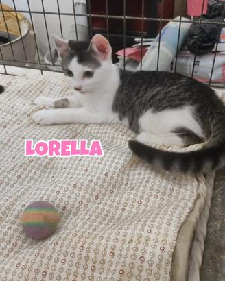 Minne, Heather e Lorella, gattine di quattro mesi