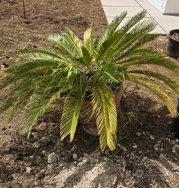 Pianta cicas in vaso