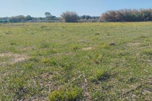 Agro Sorso terreno con rudere, pozzo, recintato