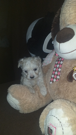 Maltipoo cucciola