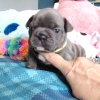 Bulldog francese femminuccie