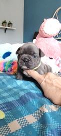 Bulldog francese femminuccie