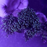 Euphyllia da 1 a 8 calici -