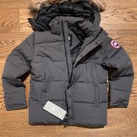 Canada goose grigio
