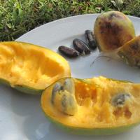 SEMI ASIMINA TRILOBA BANANO