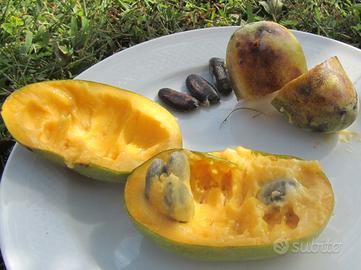 SEMI ASIMINA TRILOBA BANANO