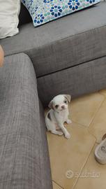 Chiwawa maschietto di due mesi e 11 giorni