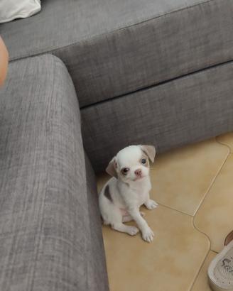 Chiwawa maschietto di due mesi e 11 giorni