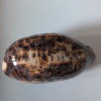 conchiglia Testudiraria 