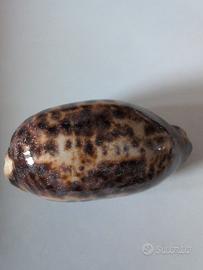 conchiglia Testudiraria 