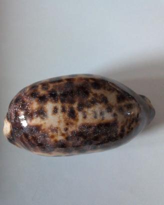 conchiglia Testudiraria 