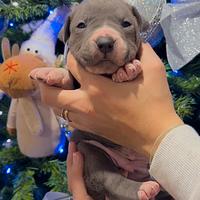 Cuccioli American Bully XL