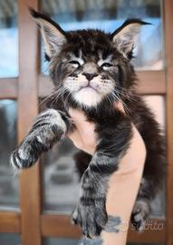 Maine coon