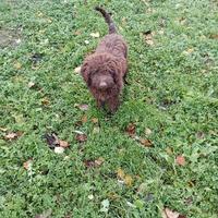 Lagotto romagnolo