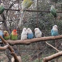 Parrocchetto dal collare