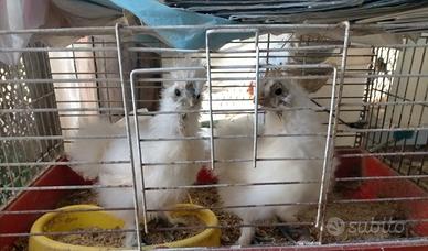 Coppie galline Moroseta