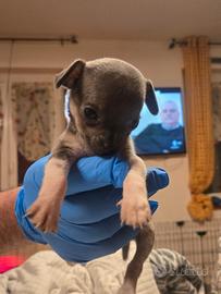 Chihuahua