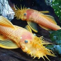 Pesci Tropicali Ancistrus L144