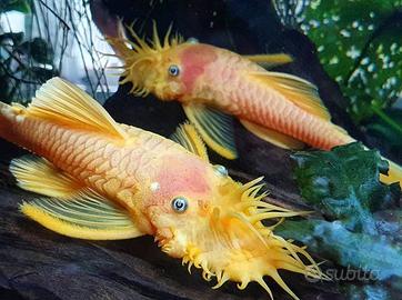 Pesci Tropicali Ancistrus L144