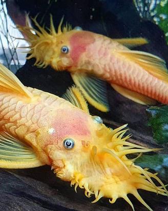 Pesci Tropicali Ancistrus L144