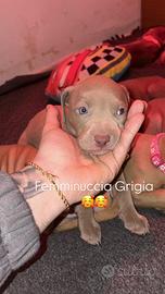 Pitbull APT con pedigree