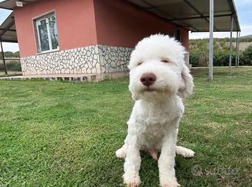 Cucciolo di lagotto