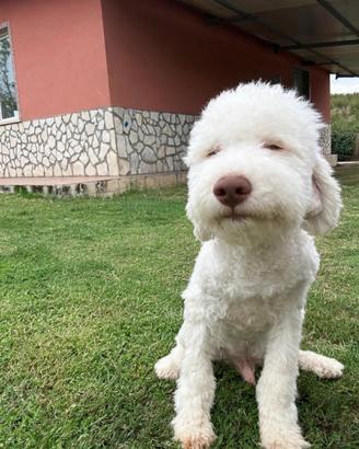Cucciolo di lagotto