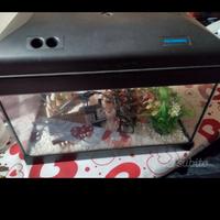 Aquario