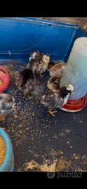Pulcini galline di varie razze