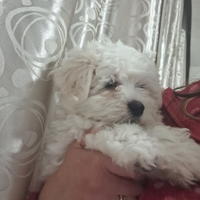 Maltese piccola taglia