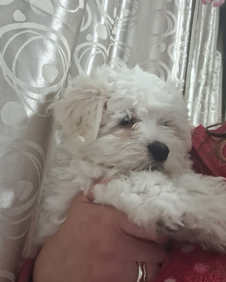 Maltese piccola taglia