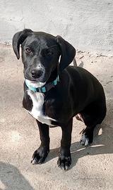 Principessa Rapunzel