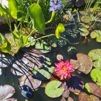 Piante acquatiche – Ninfea Wanvisa