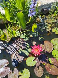 Piante acquatiche – Ninfea Wanvisa