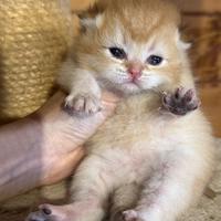 Gatto British Shorthair e Longhair Golden