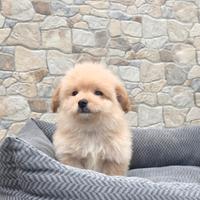 Maltipoo