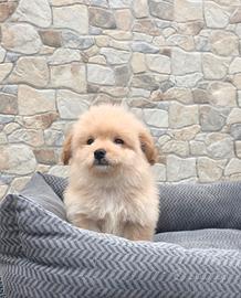 Maltipoo