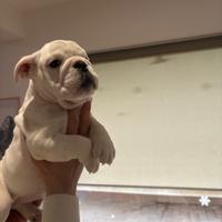 Cucciolo di bulldog inglese
